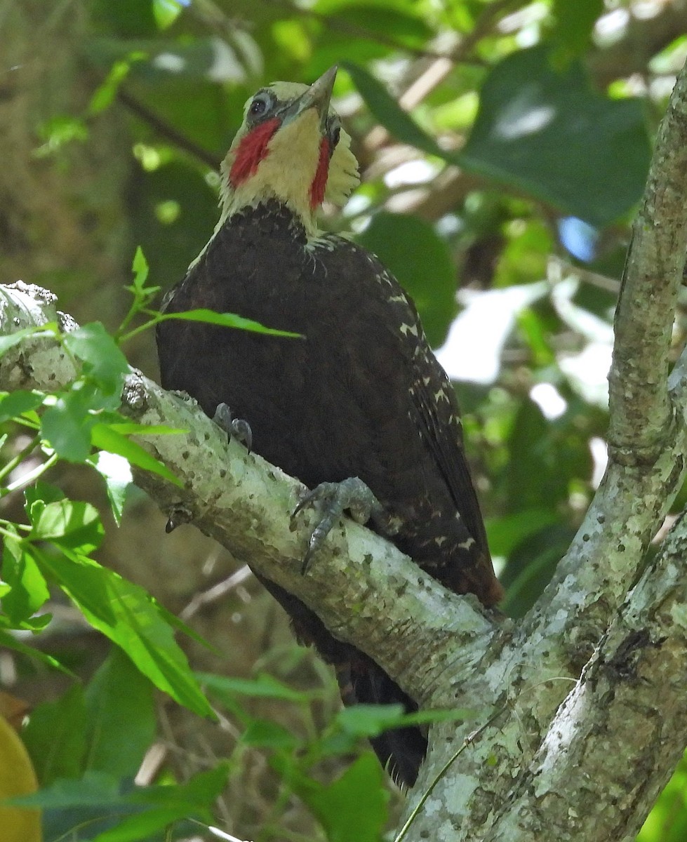 Pale-crested Woodpecker - ML643914796