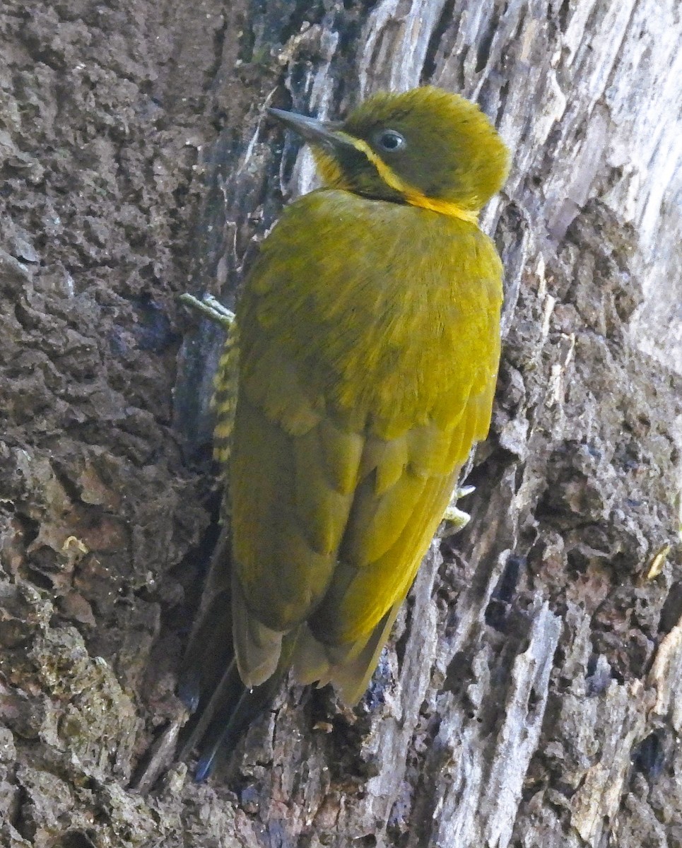 モリゲラ - ML643914804