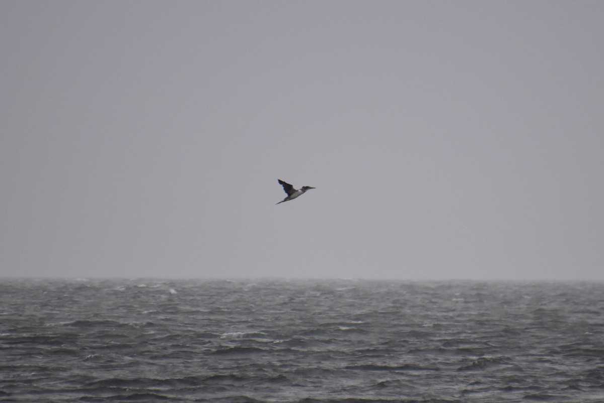 Northern Gannet - ML643914818