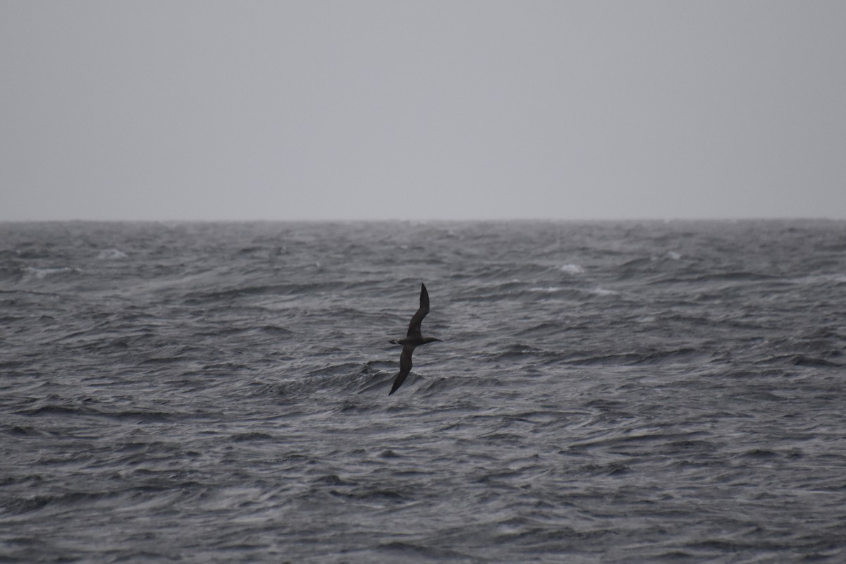 Northern Gannet - ML643914820