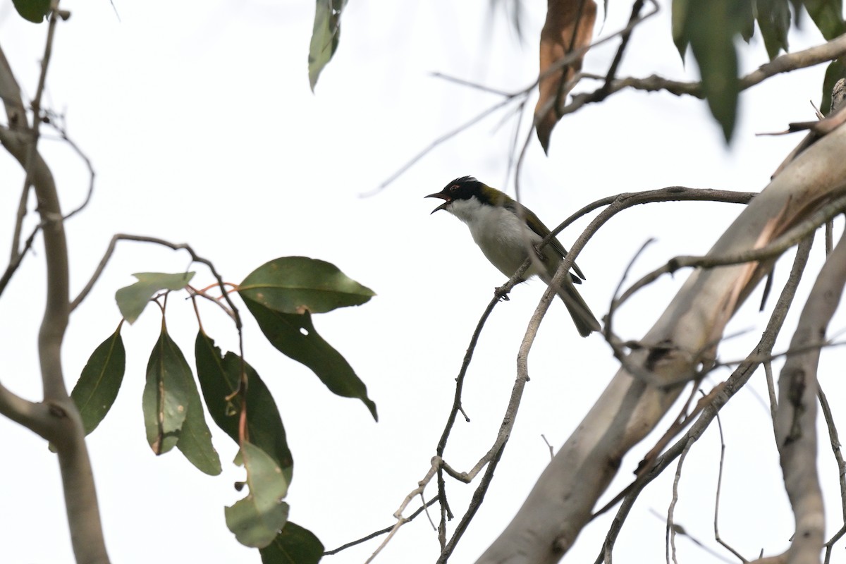 White-naped Honeyeater - ML643914830