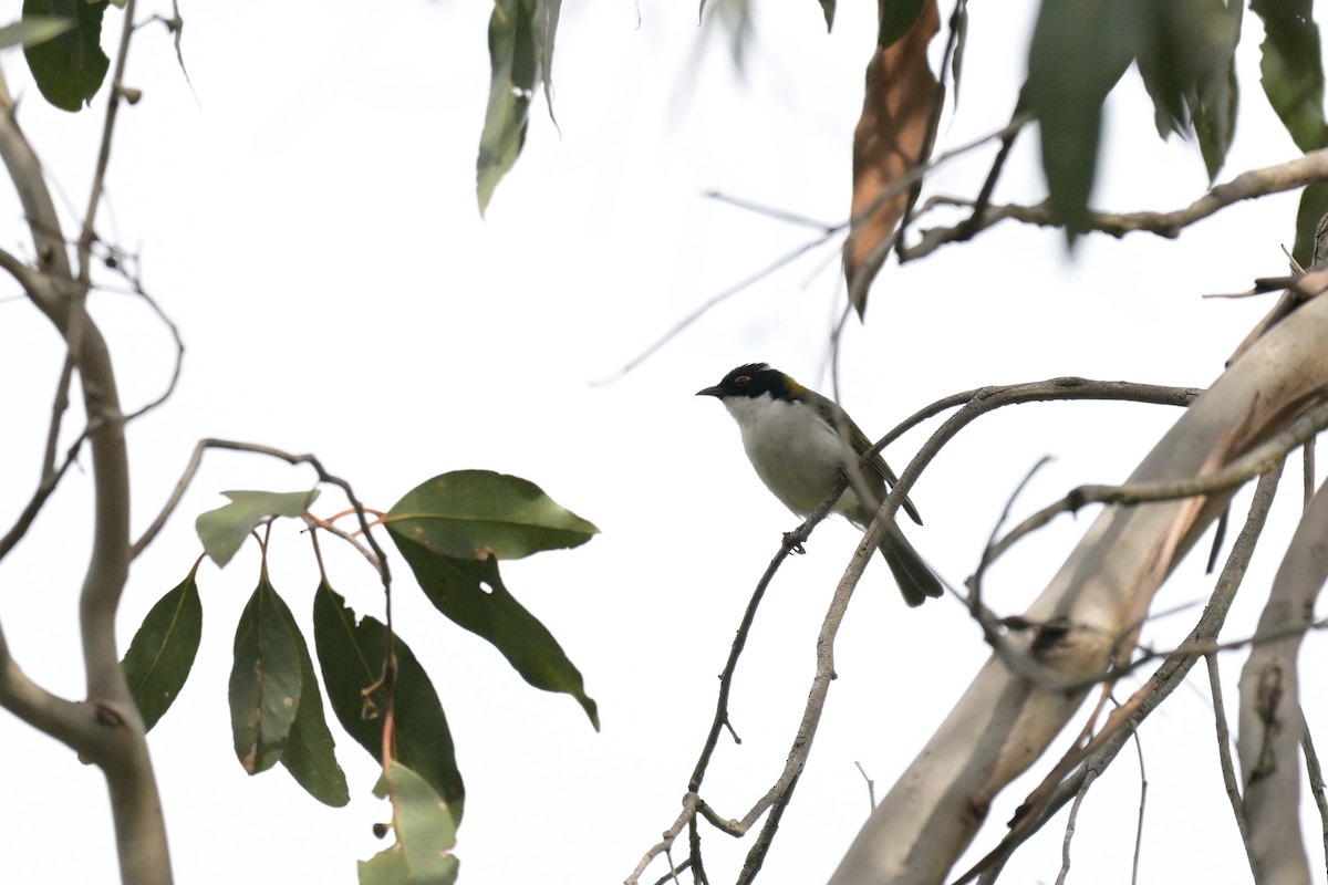 White-naped Honeyeater - ML643914832