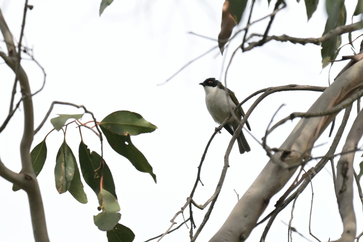 White-naped Honeyeater - ML643914836