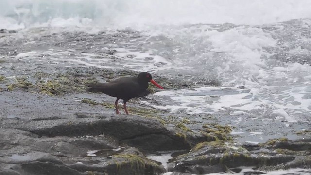 Sooty Oystercatcher - ML643914880