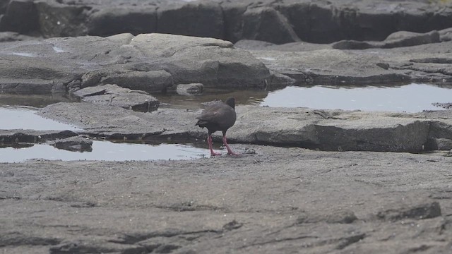 Sooty Oystercatcher - ML643914881