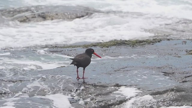 Sooty Oystercatcher - ML643914882