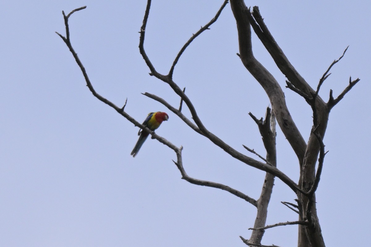 Eastern Rosella - ML643914884