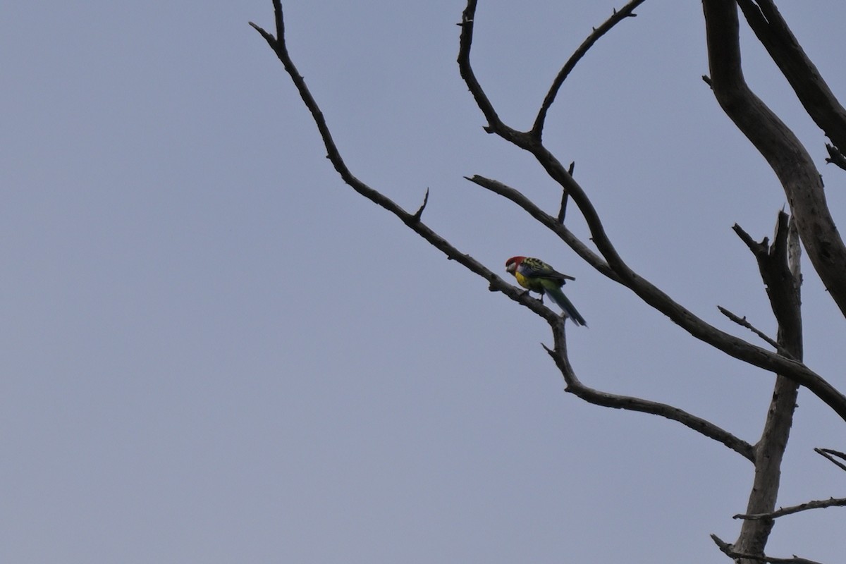 Eastern Rosella - ML643914887