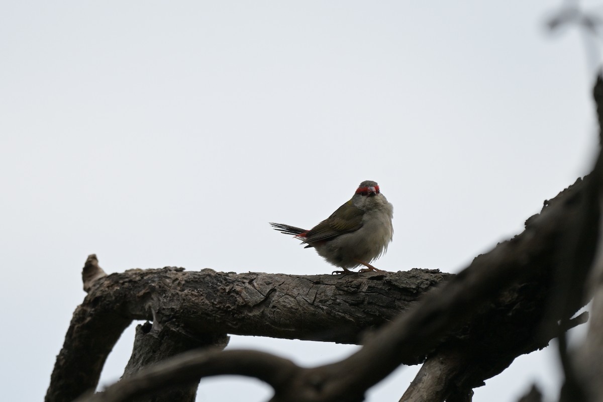 Red-browed Firetail - ML643914904