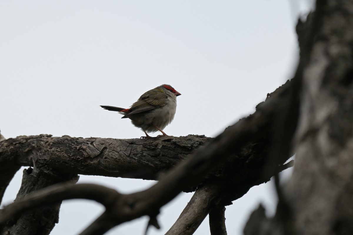 Red-browed Firetail - ML643914905