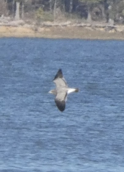 Мартин карибський - ML643914960