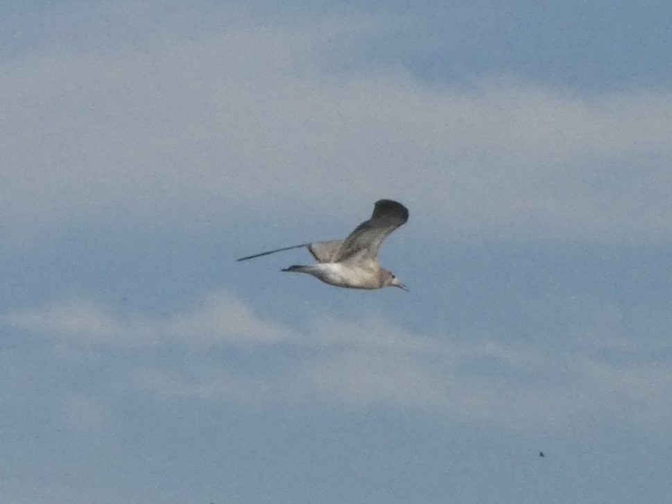 Мартин карибський - ML643914961