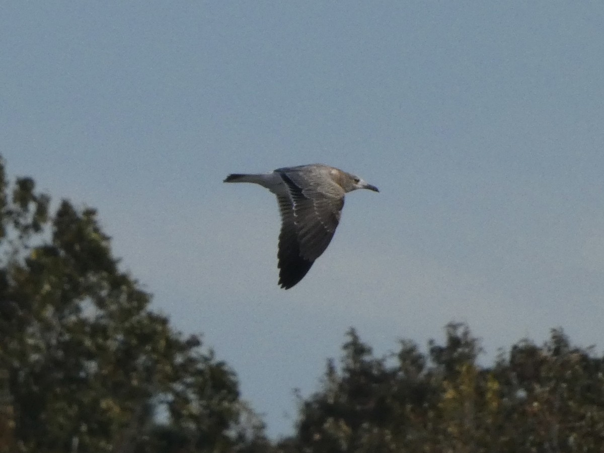 Мартин карибський - ML643914963