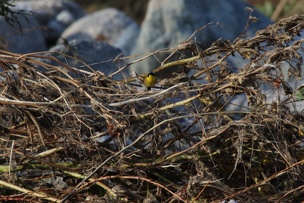 Common Yellowthroat - ML643914975