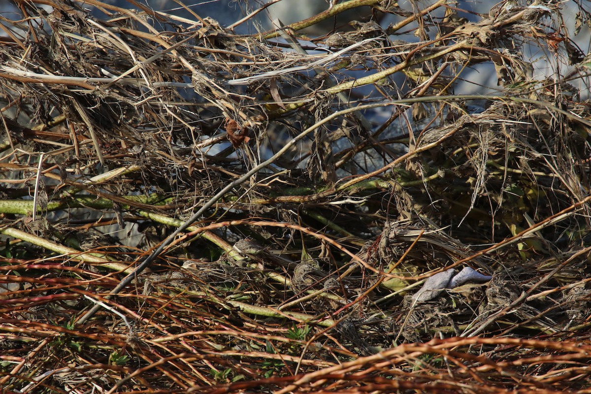 Common Yellowthroat - ML643914976