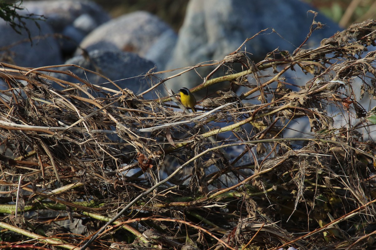 Common Yellowthroat - ML643914977