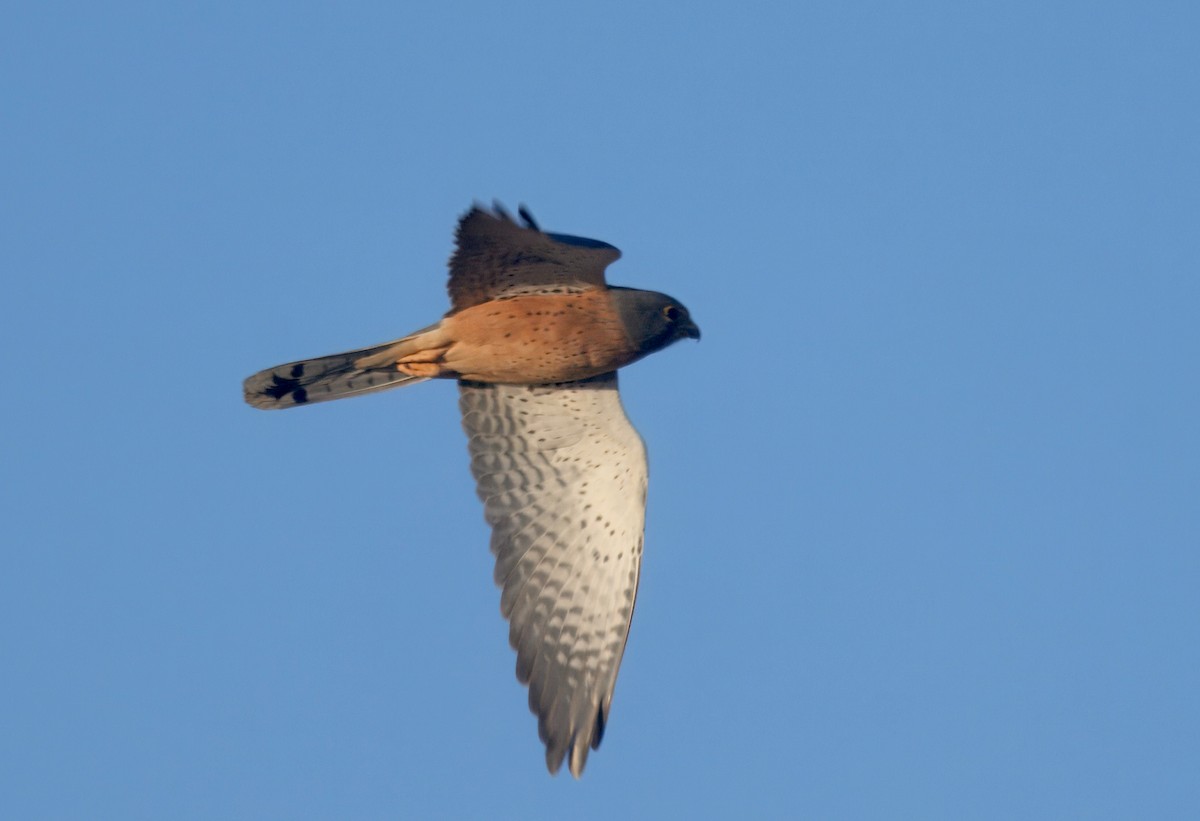 Rock Kestrel - ML643915006
