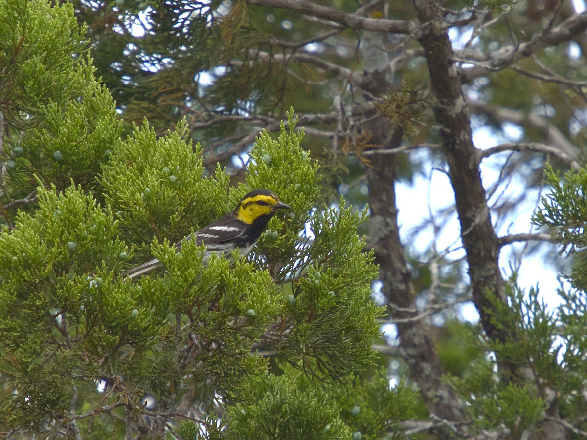 Golden-cheeked Warbler - ML643915031