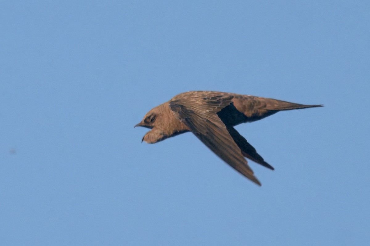 Bradfield's Swift - ML643915035