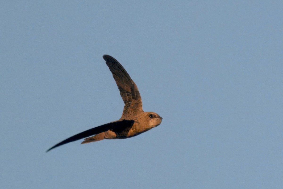 Bradfield's Swift - ML643915036