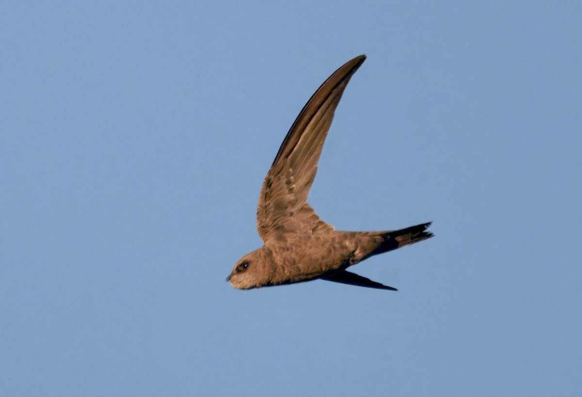 Bradfield's Swift - ML643915037