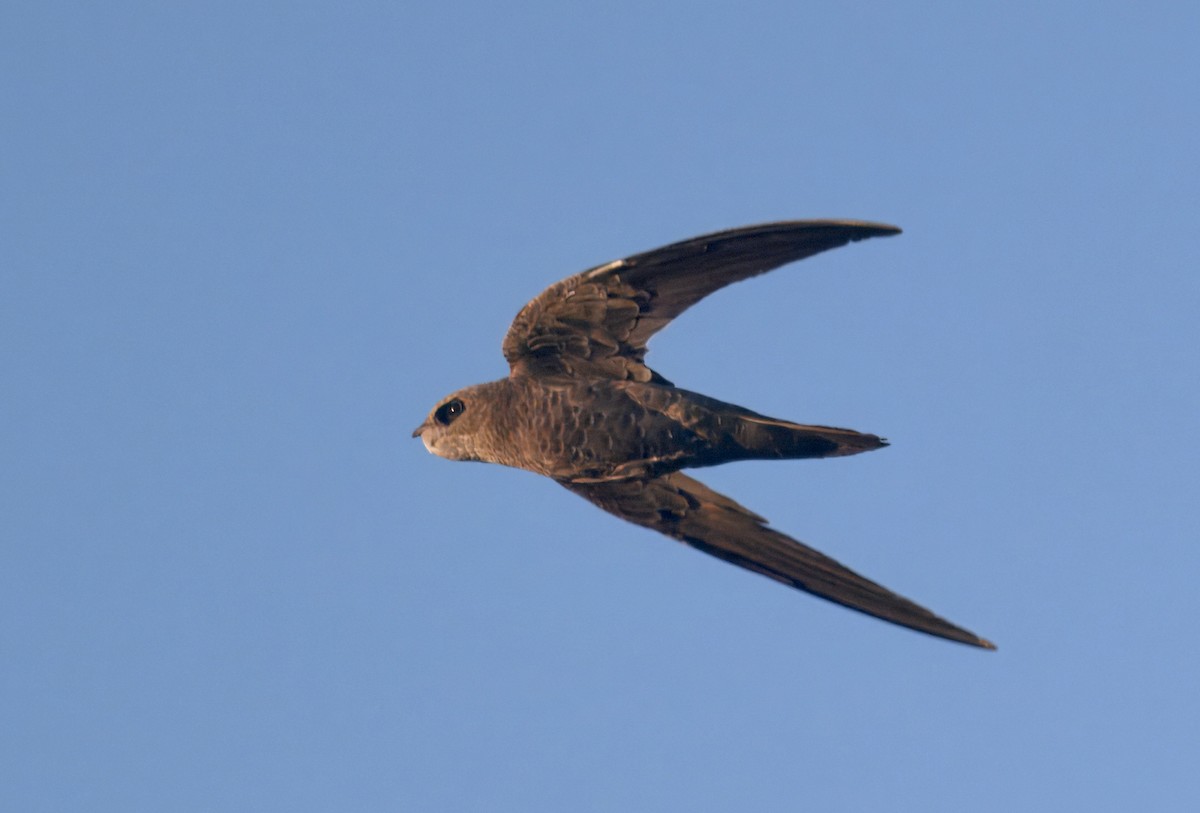 Bradfield's Swift - ML643915038