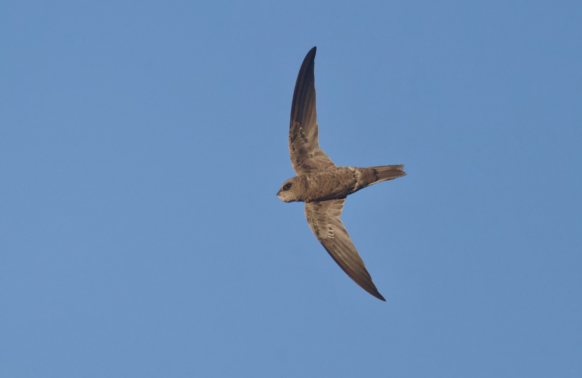 Bradfield's Swift - ML643915040