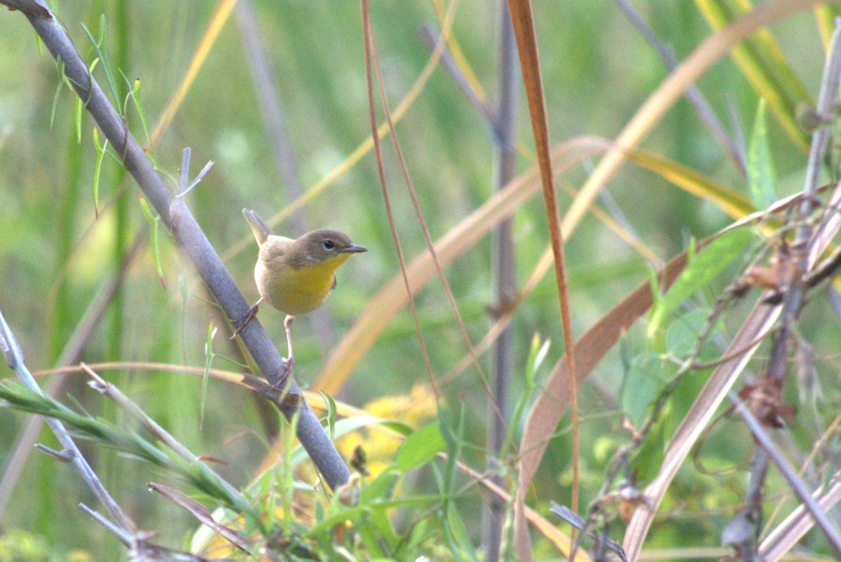 Common Yellowthroat - ML643915041