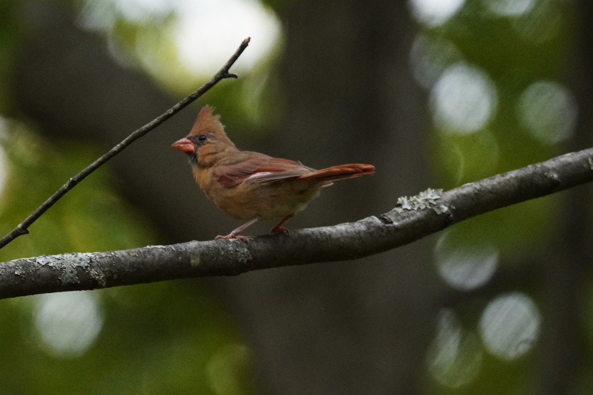 Northern Cardinal - ML643915045