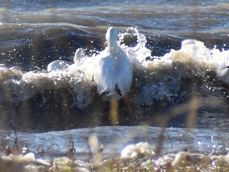 Snow Goose - ML643915077