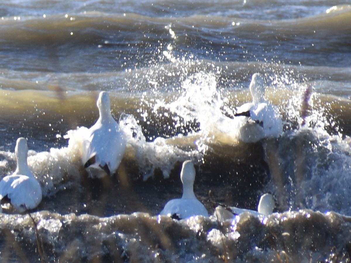 Snow Goose - ML643915078