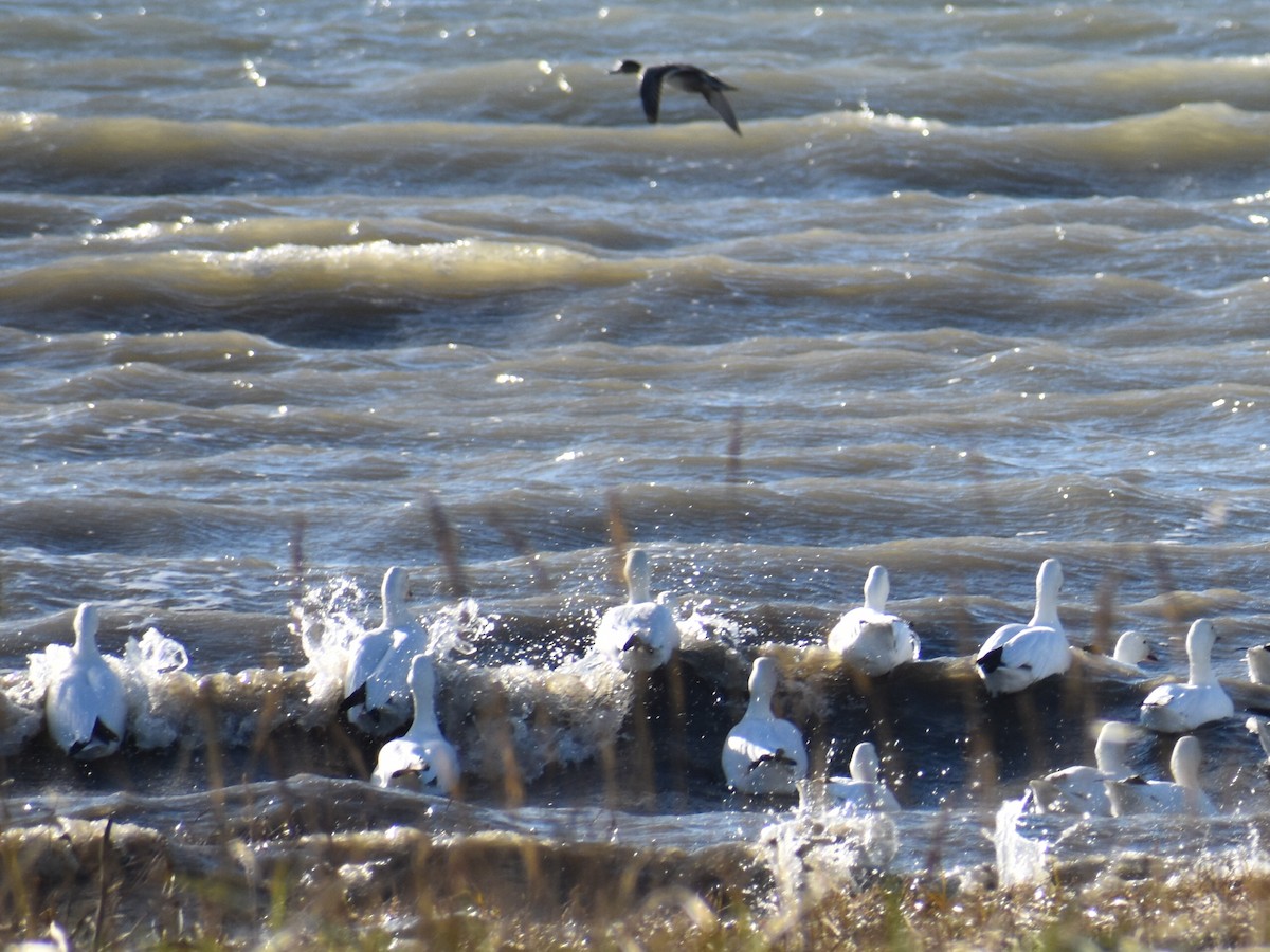 Snow Goose - ML643915079