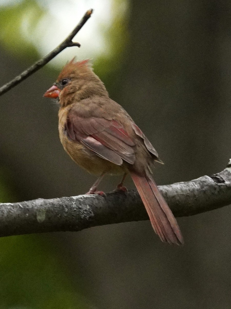 Northern Cardinal - ML643915084