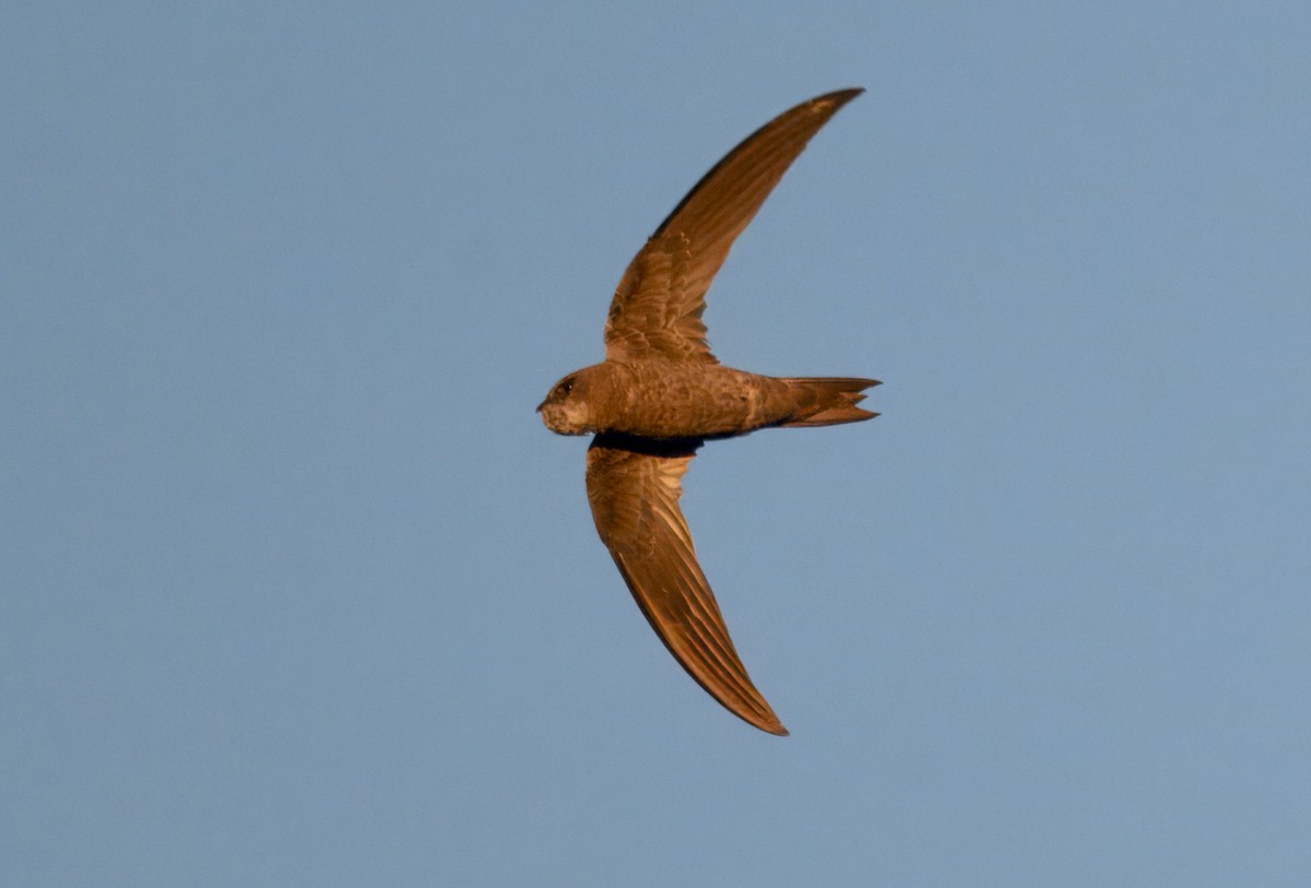 Bradfield's Swift - ML643915086