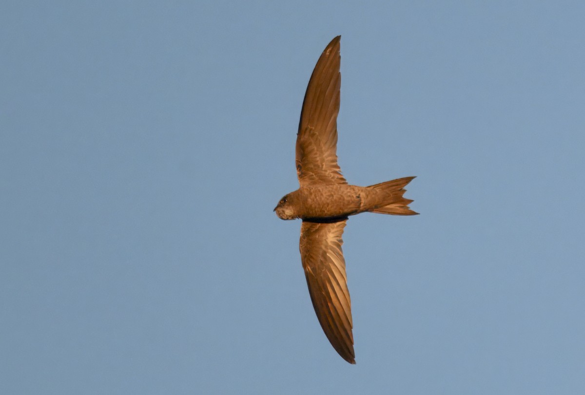 Bradfield's Swift - ML643915087