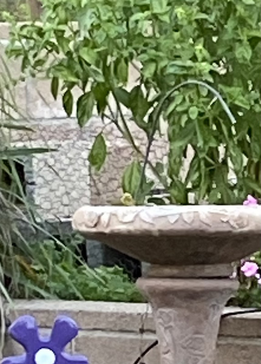 new world warbler sp. - ML643915091