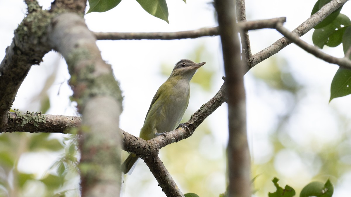 Yellow-green Vireo - ML643915104
