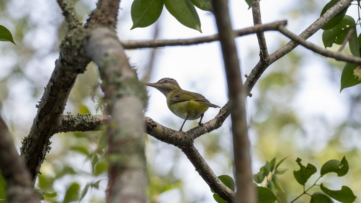 Yellow-green Vireo - ML643915105