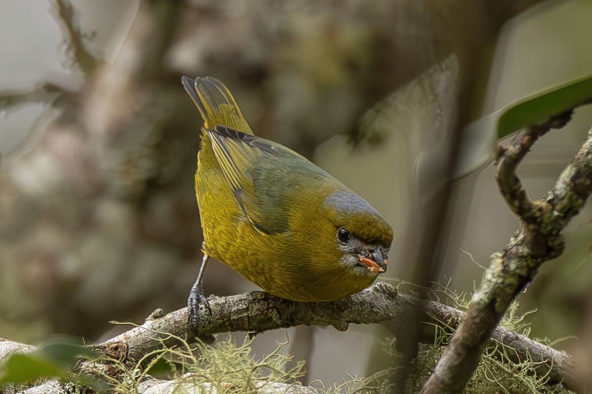 Sarıca Öfonya - ML643915129