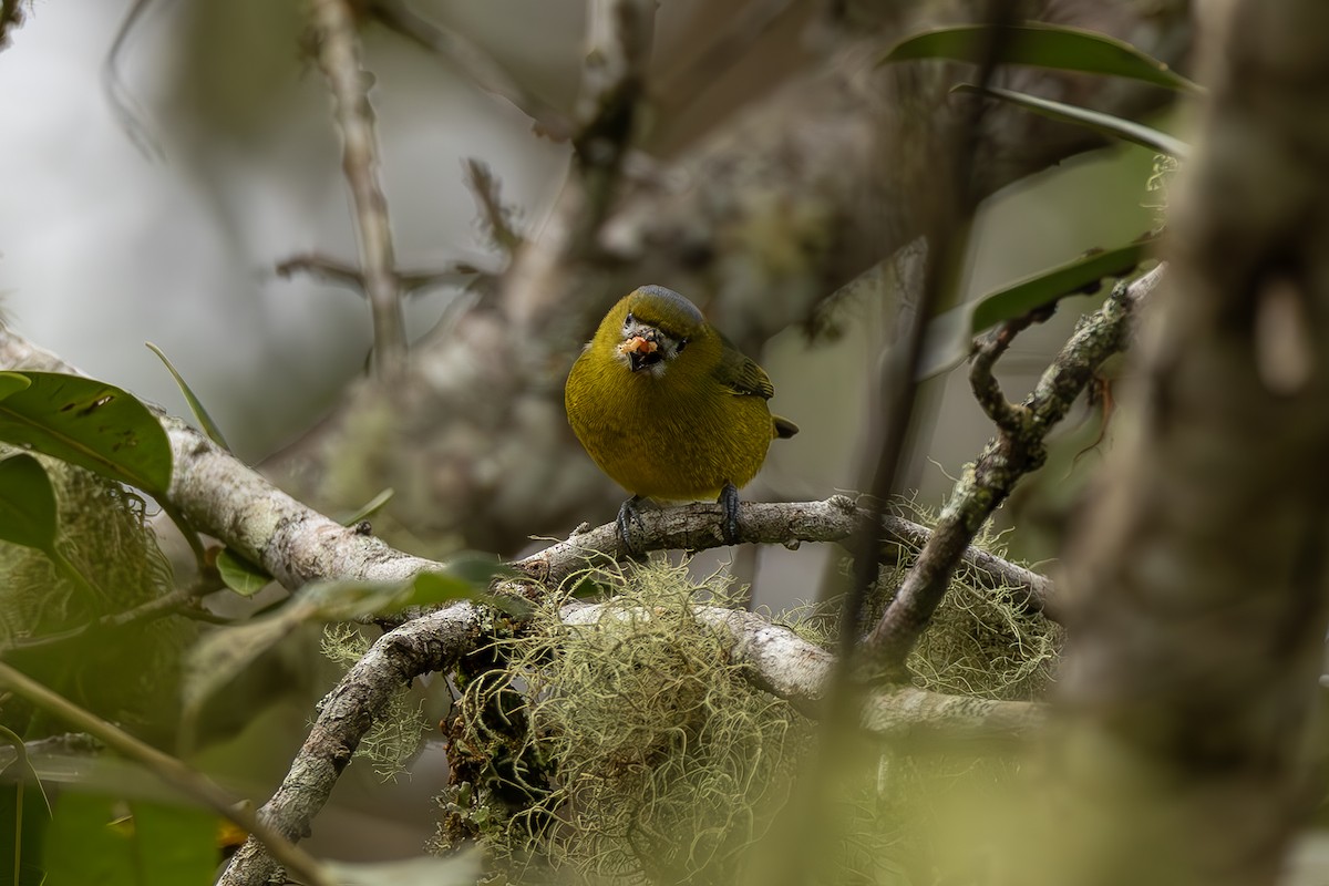 Sarıca Öfonya - ML643915130