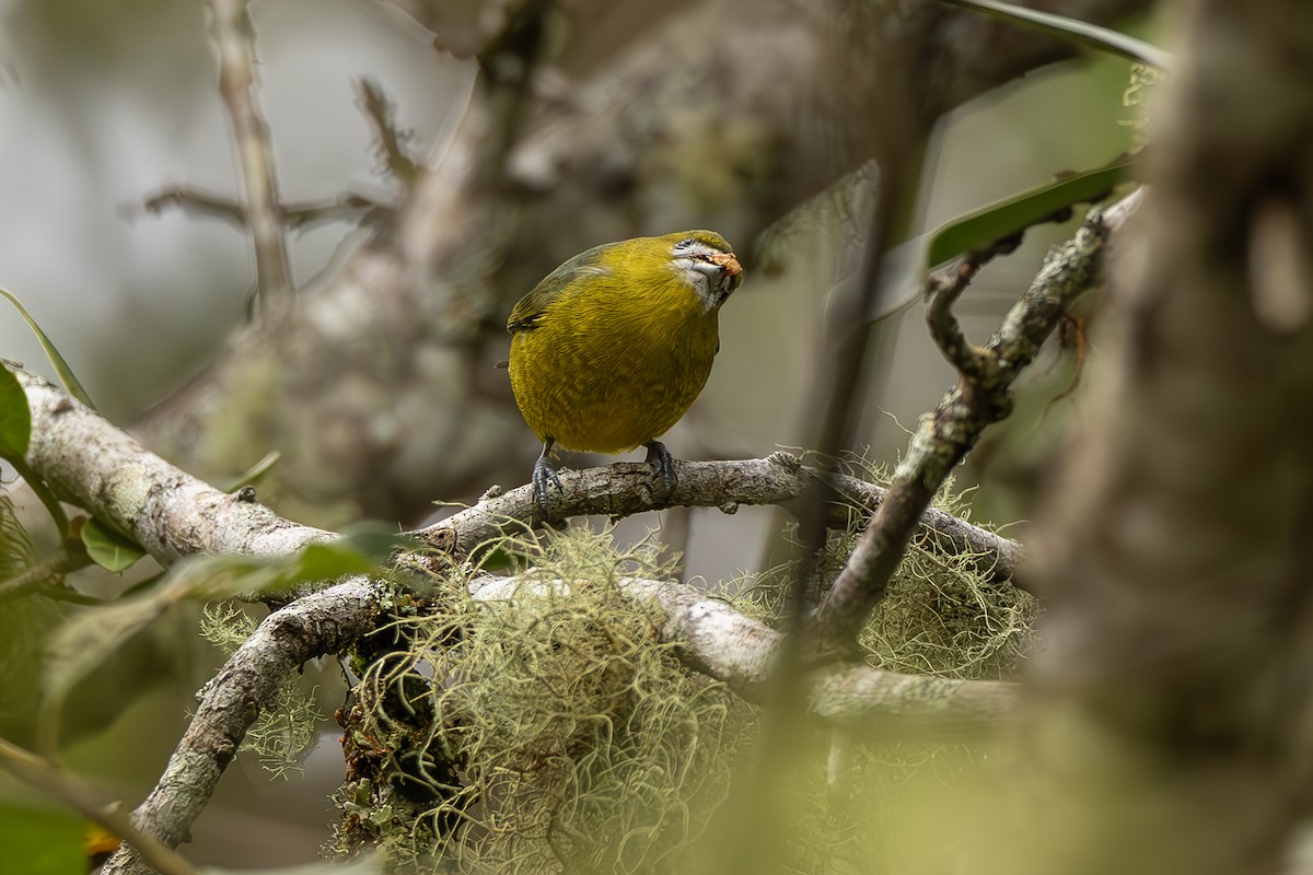 Sarıca Öfonya - ML643915131