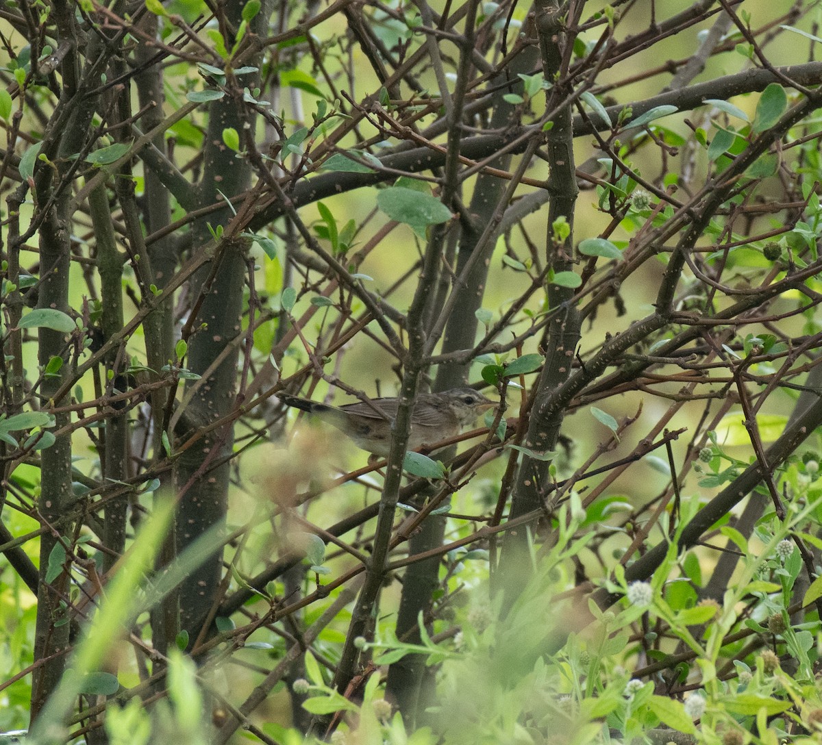 シベリアセンニュウ - ML643915136