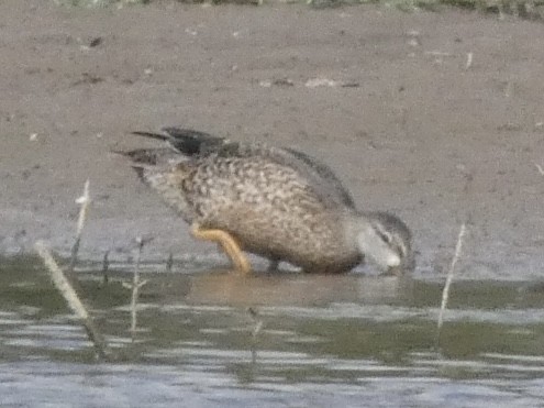 Чирянка блакитнокрила - ML643915142