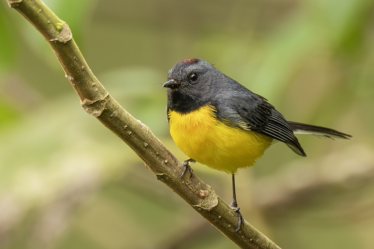 Slate-throated Redstart - ML643915149