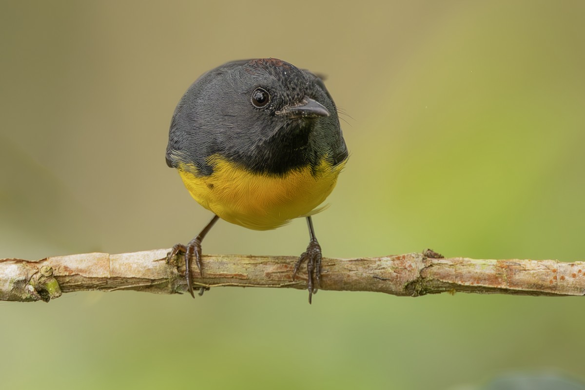 Slate-throated Redstart - ML643915150