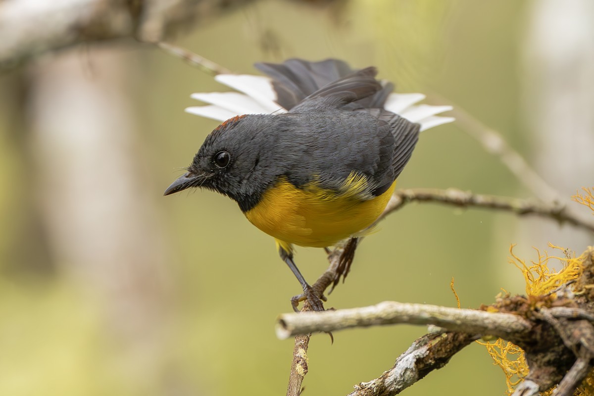 Slate-throated Redstart - ML643915151