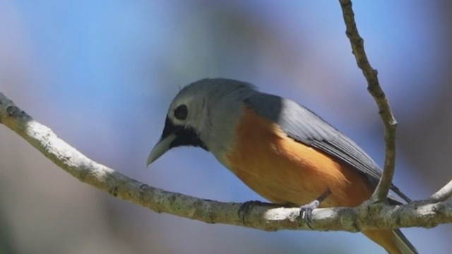 Black-faced Monarch - ML643915155