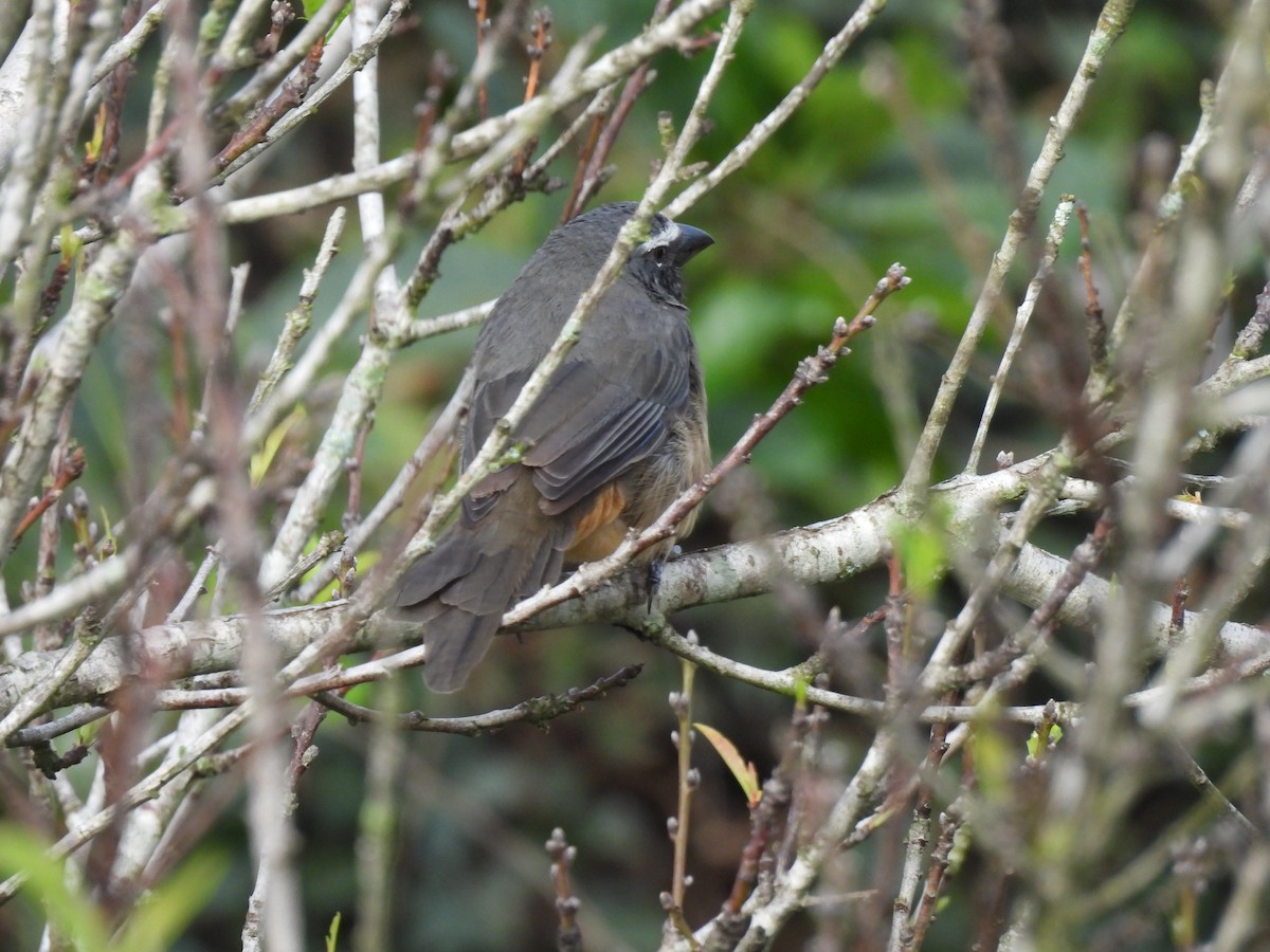 Cinnamon-bellied Saltator - ML643915156