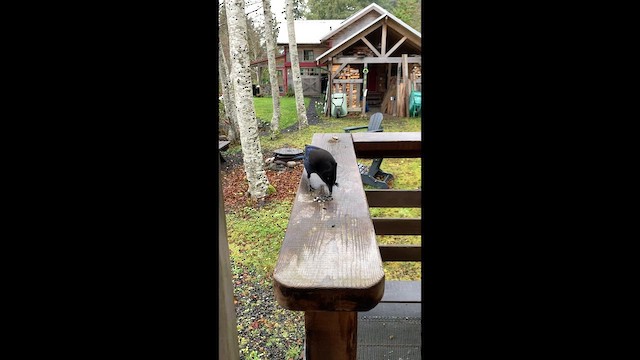 Steller's Jay - ML643915162