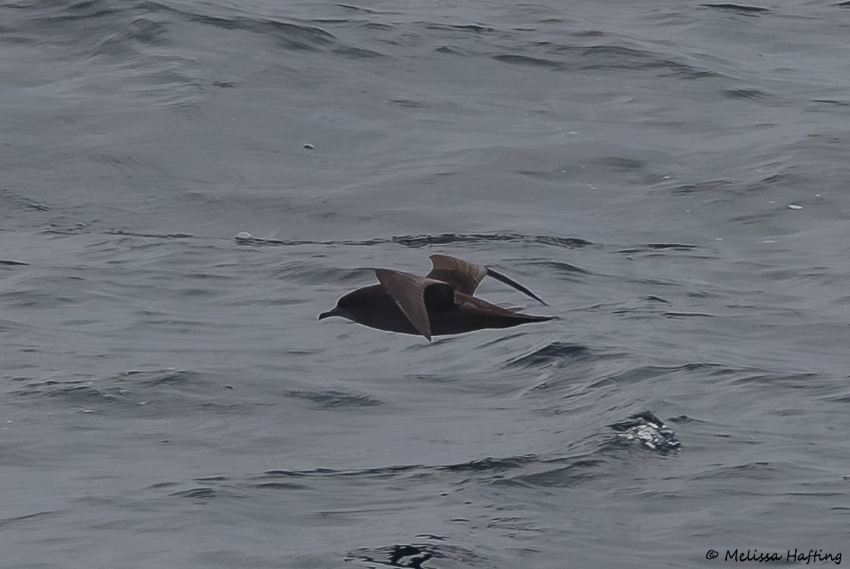 Short-tailed Shearwater - ML643915163